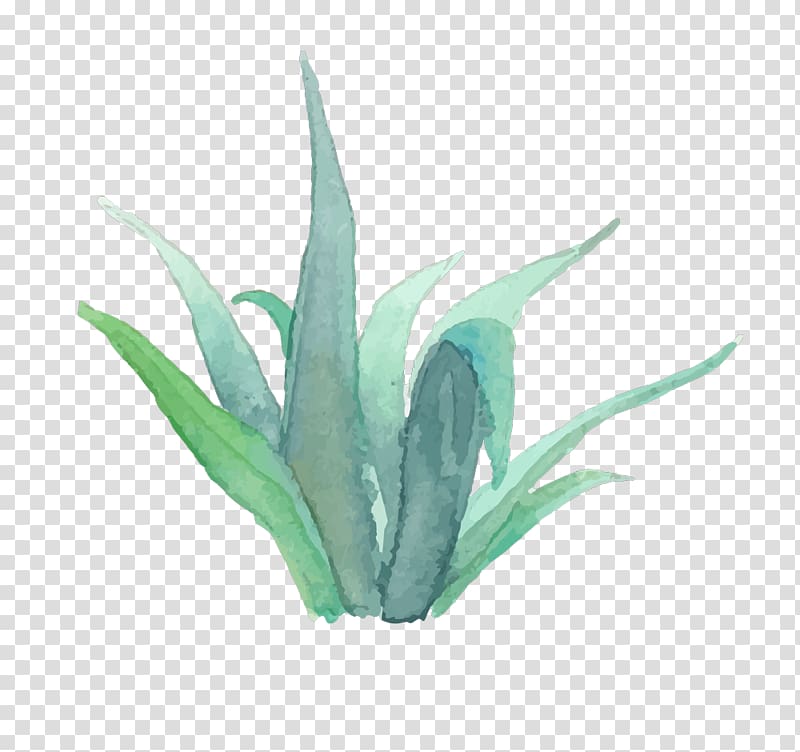 grey plant drawing, Crystal Chanel Real Estate Estate agent grapher House, watercolor succulent transparent background PNG clipart