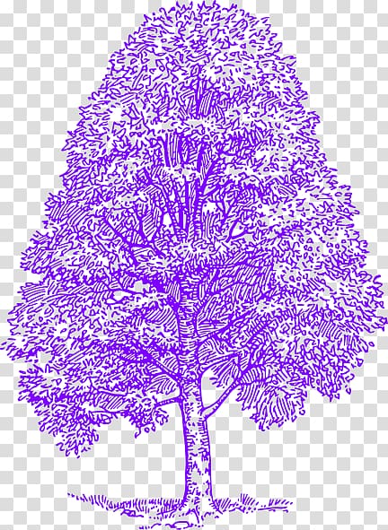 Tree graphics Drawing Cedrus libani, Purple Maple Tree transparent background PNG clipart