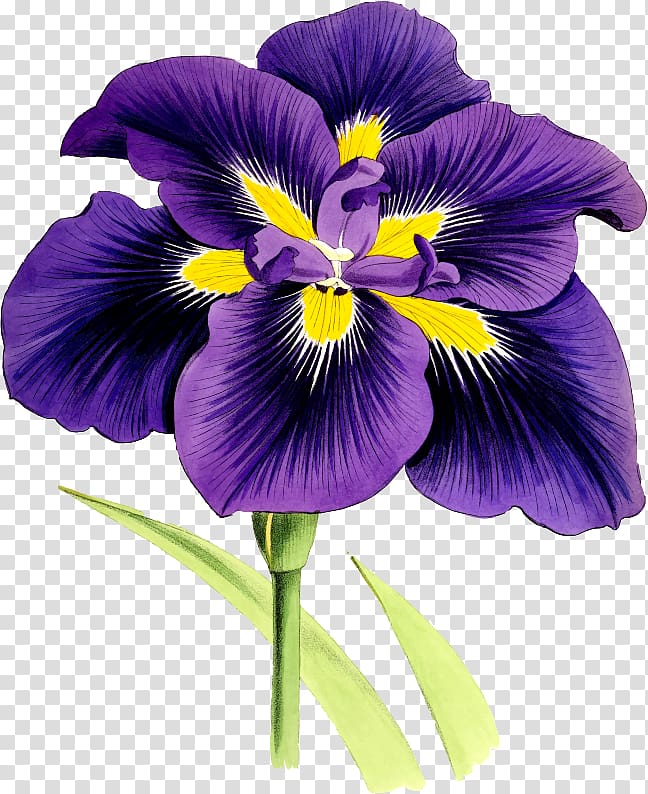 Flower Northern blue flag Violet Iris family Madonna Lily, flower transparent background PNG clipart