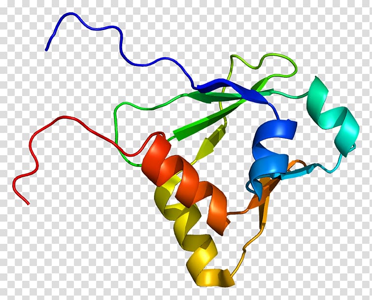 GTPase-activating protein IQGAP1 Ras subfamily SYNGAP1 Cell, others transparent background PNG clipart