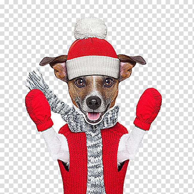 Jack Russell Terrier Winter , Christmas puppy transparent background PNG clipart