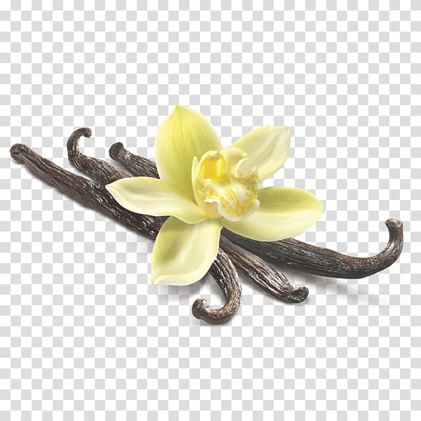 yellow orchid on brown seeds illustration, Vanilla Flower Closeup transparent background PNG clipart