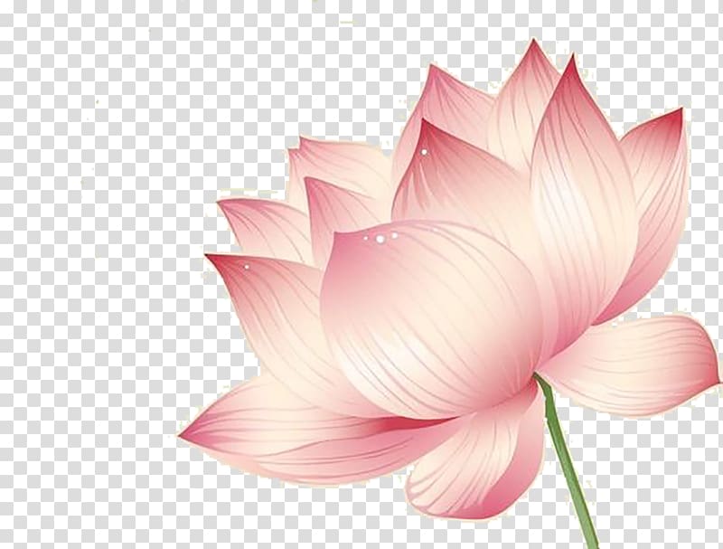 pink petaled flowers , Nelumbo nucifera Lotus effect Flower Euclidean , Lotus transparent background PNG clipart
