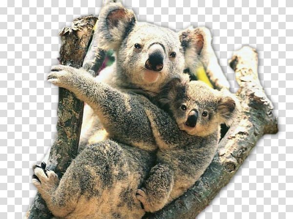 Koala Australia Zoo Fauna of Australia Wildlife Animal, kola transparent background PNG clipart