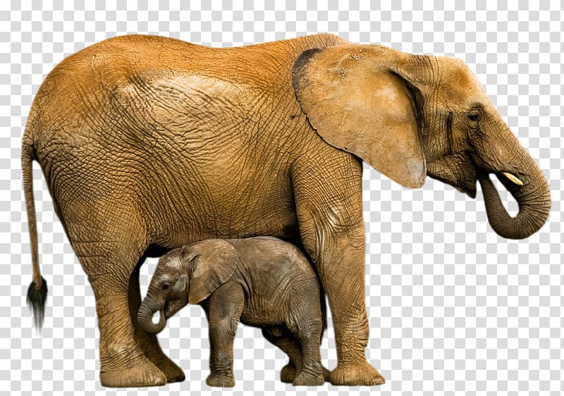 Indian elephant African elephant Animal Elephantidae Wildlife, child pic transparent background PNG clipart