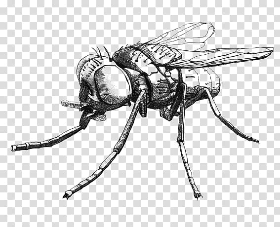 Insect Fly Drawing Muscidae, Hand-painted flies transparent background PNG clipart