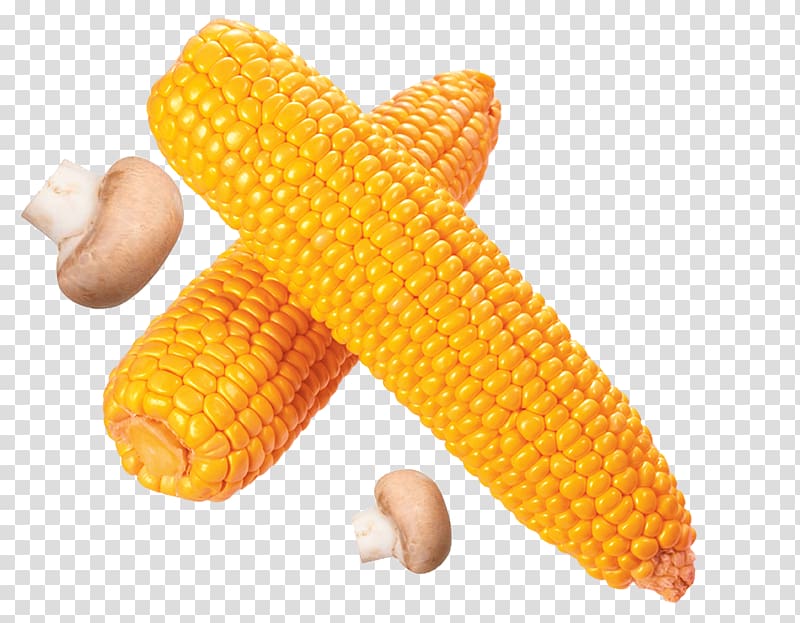 Corn on the cob Flint corn Sweet corn Cereal, Golden ear of corn transparent background PNG clipart