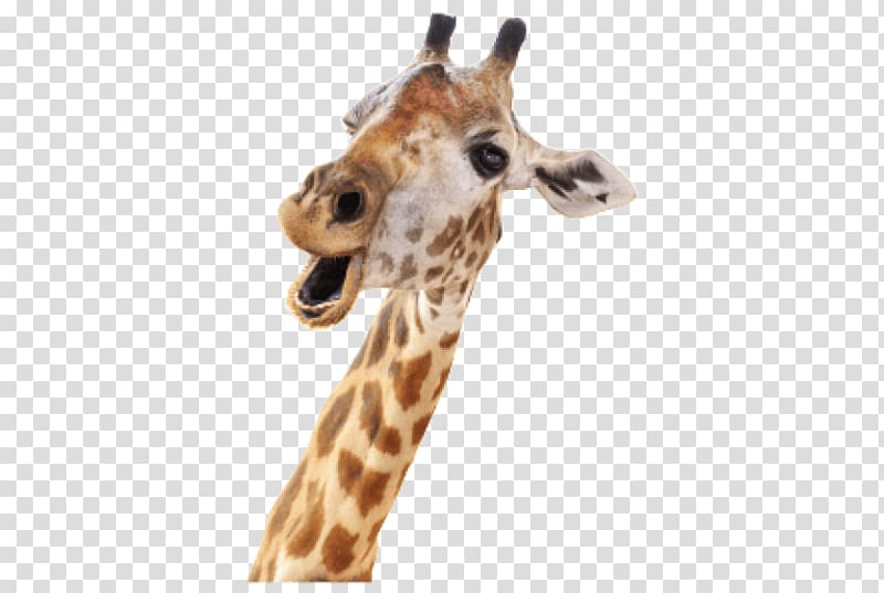 Giraffe .xchng , giraffe transparent background PNG clipart