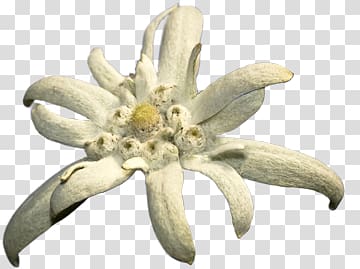 Edelweiss transparent background PNG clipart