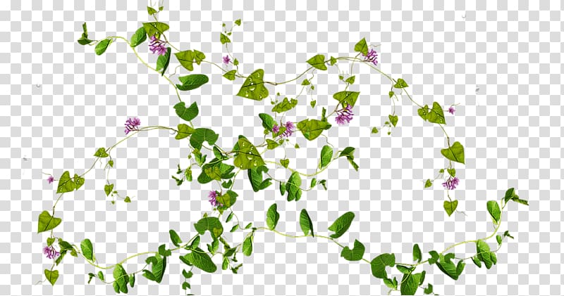 Vine Plant, plant transparent background PNG clipart