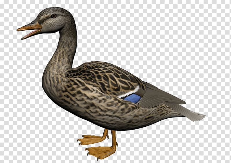 Duck , Duck transparent background PNG clipart