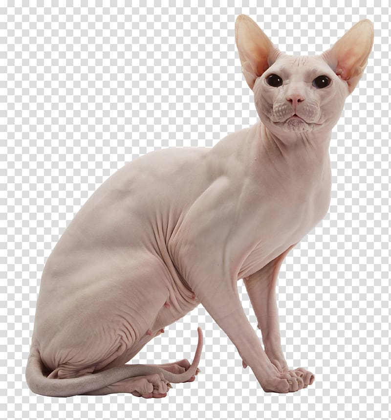 white sphynx cat illustration, Sphynx cat Donskoy cat American Wirehair Kitten, Canadian hairless cat _ transparent background PNG clipart