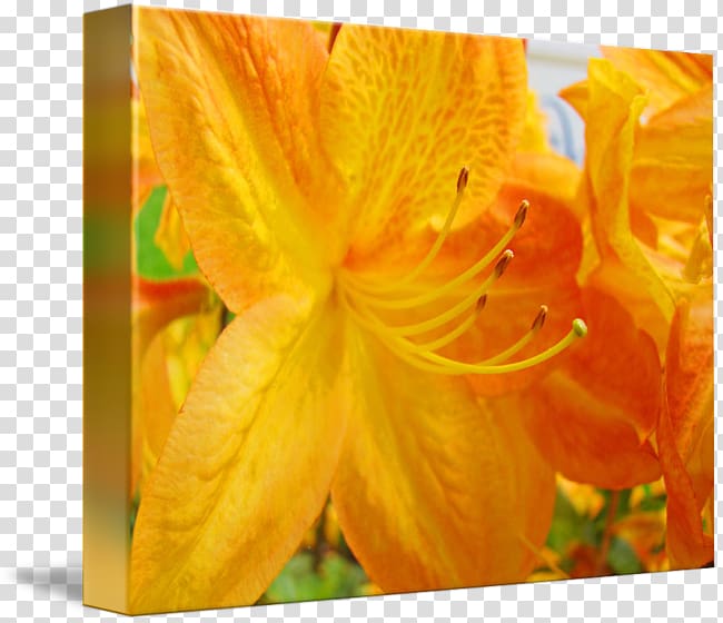 Close-up, rhododendron transparent background PNG clipart