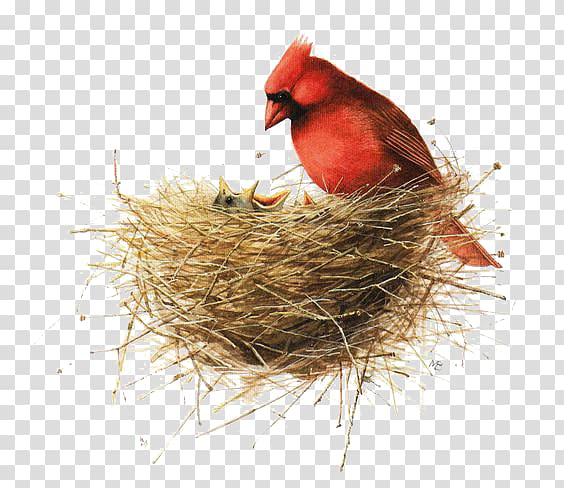 red parrot on nest, Bird Painting Drawing Illustration, Bird\'s Nest transparent background PNG clipart