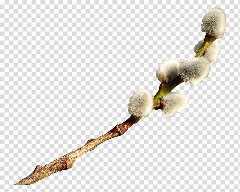 Catkin Easter Willow, Easter transparent background PNG clipart