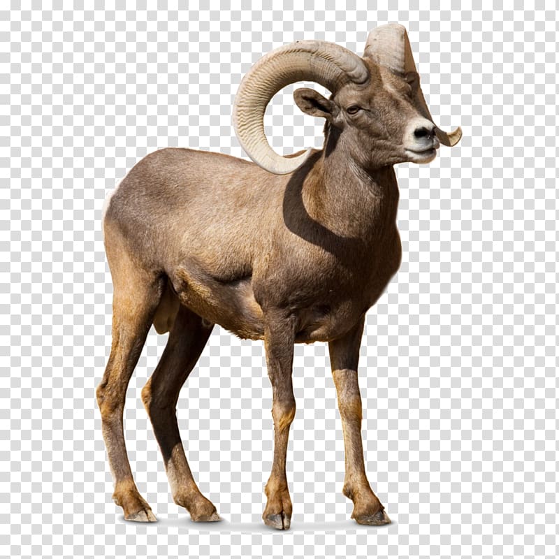 brown ram , Barbary sheep Argali Goat Cattle, sheep transparent background PNG clipart