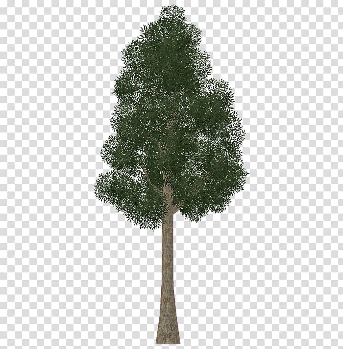 Zoo Tycoon 2 Jarrah Tree Plant Wiki, eucalyptus transparent background PNG clipart