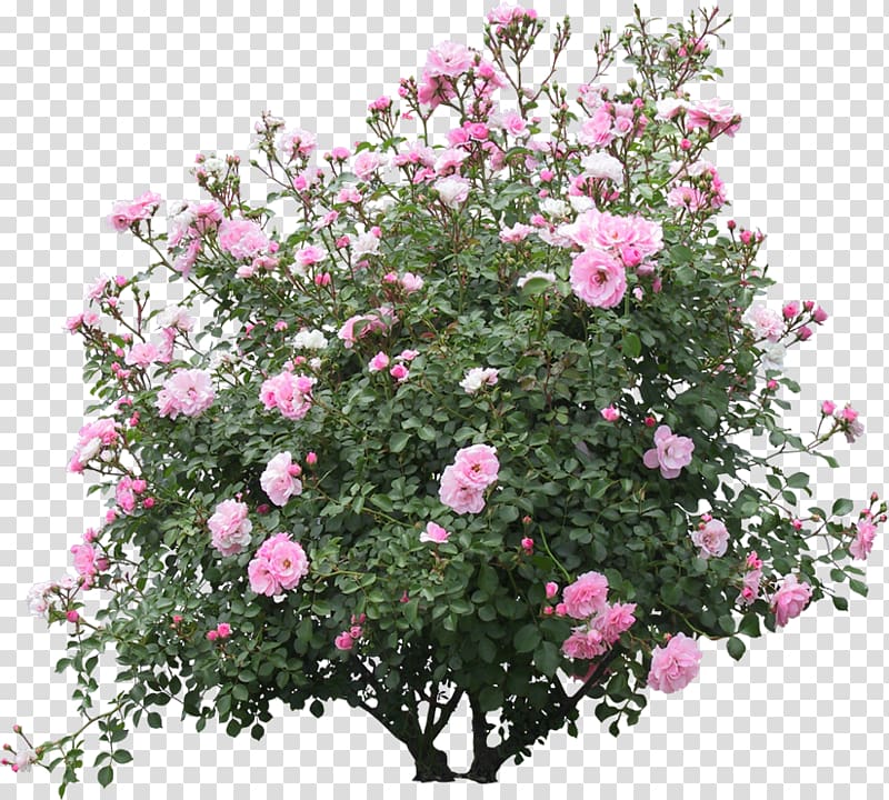 Shrub Tree, tree transparent background PNG clipart