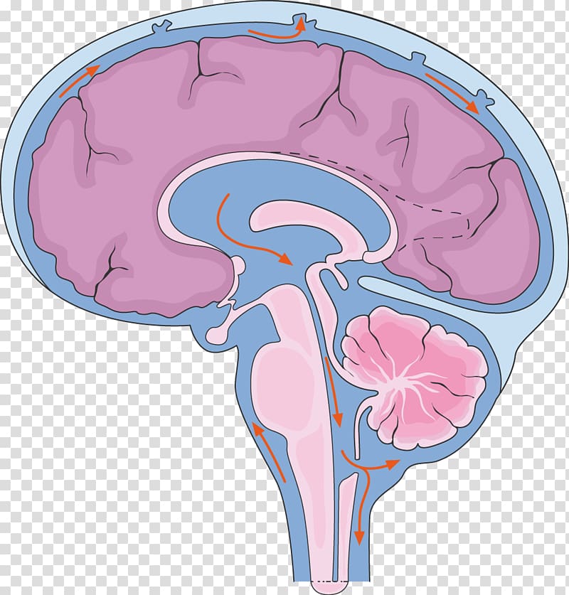 Brain Central nervous system Cerebrospinal fluid Spinal cord, brain transparent background PNG clipart