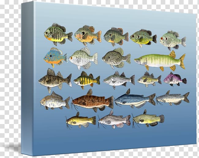 Freshwater fish Fresh water kind Marine biology, Fish group transparent background PNG clipart
