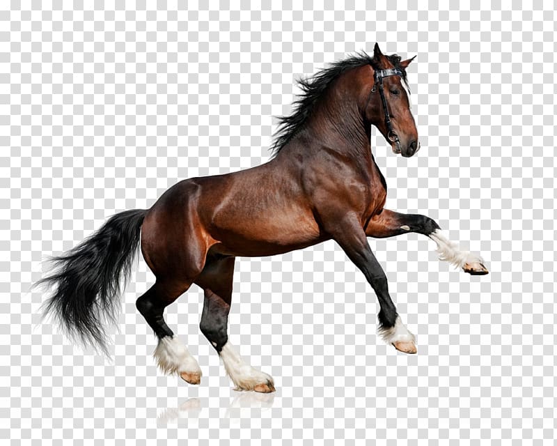 brown horse about to jump, Clydesdale horse Lipizzan White Equestrianism Bay, Galloping horses transparent background PNG clipart