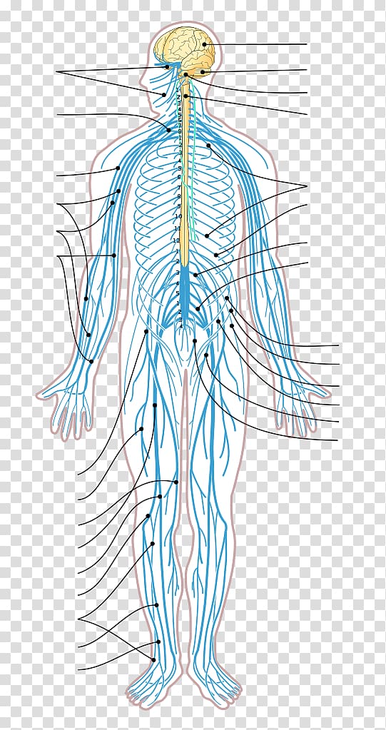 Central nervous system Human body Organ Anatomy, cockroach transparent background PNG clipart