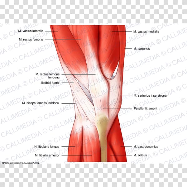 Muscular system Knee Rectus femoris muscle Human anatomy, Rectus Femoris Muscle transparent background PNG clipart