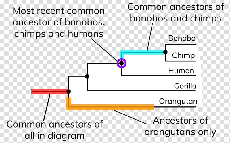 Human evolution Phylogenetic tree Diagram Organism, New Latin transparent background PNG clipart