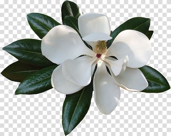 Magnolia , others transparent background PNG clipart