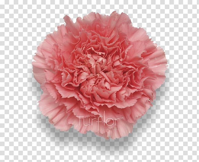 Pink Carnation Cut flowers Rose Florists Supply Ltd., burgundy flowers transparent background PNG clipart