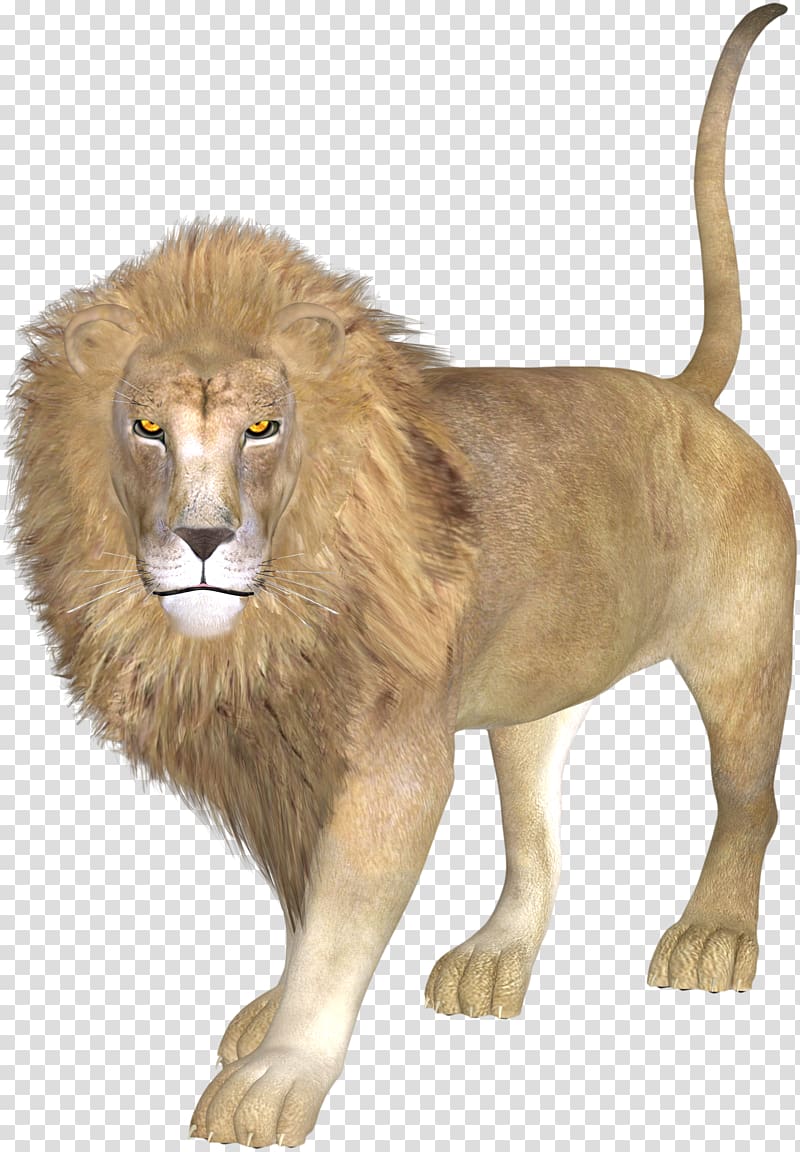East African lion Asiatic lion, lion transparent background PNG clipart