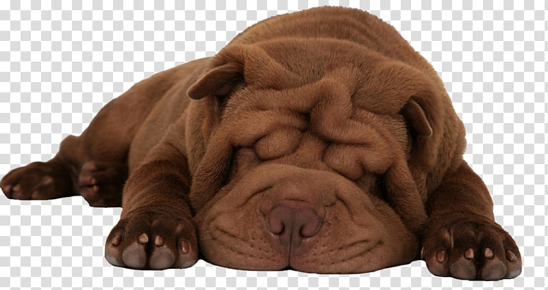 Miniature Shar Pei Chow Chow Puppy Dog breed, shar-pei transparent background PNG clipart