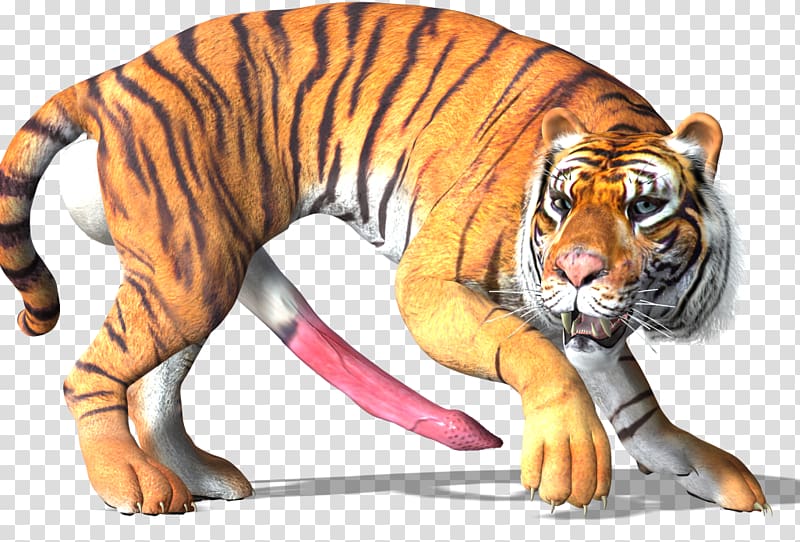Tiger Big cat Wildlife Animal, tiger 3d transparent background PNG clipart