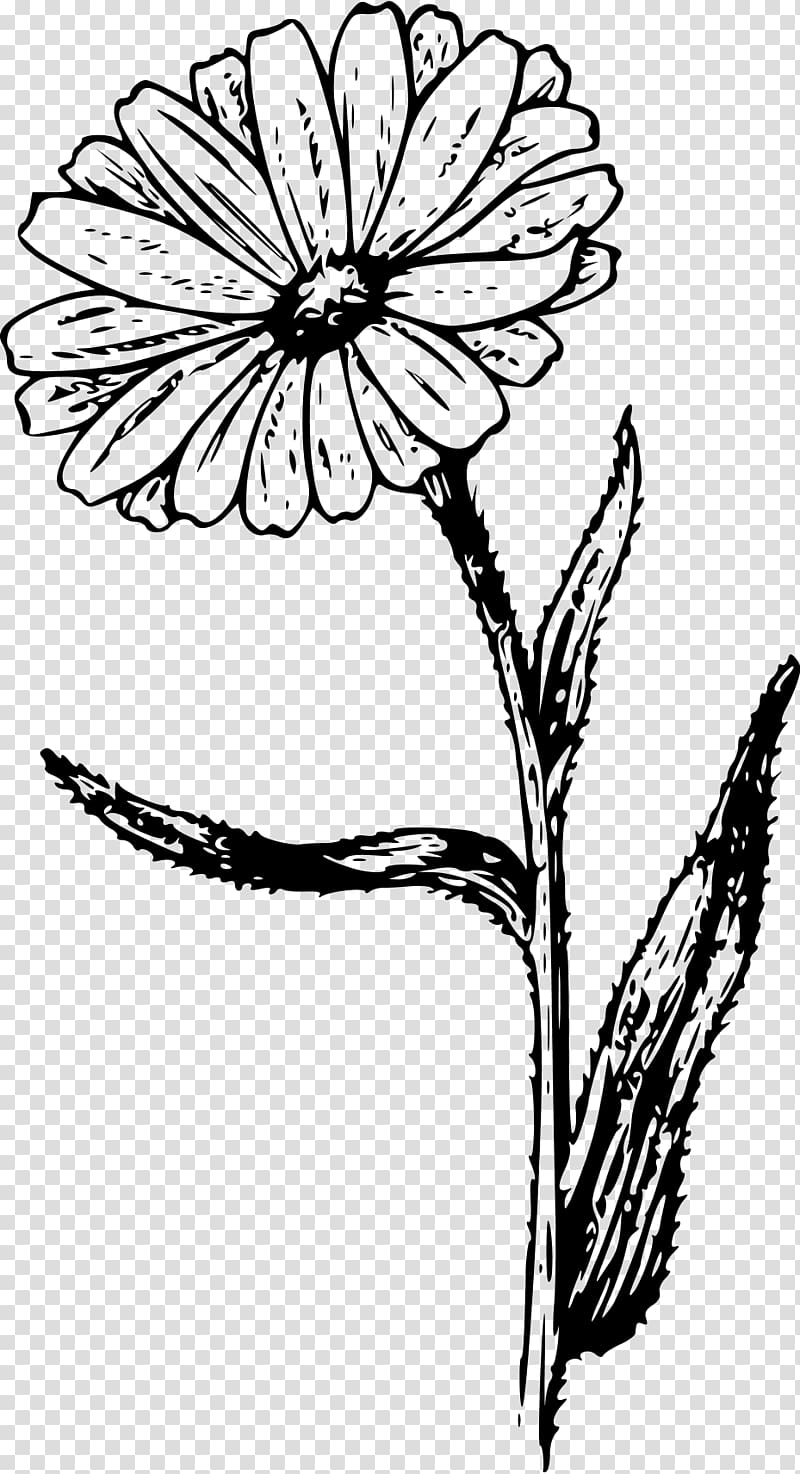 Calendula officinalis Drawing Botanical illustration , flower transparent background PNG clipart