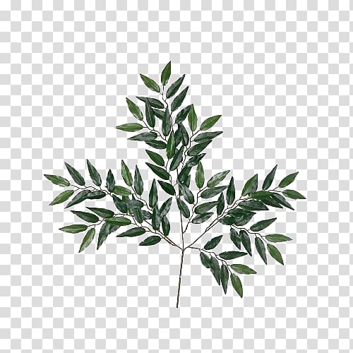 green leaves, Eucalyptus globulus Eucalyptus robusta Eucalyptus oil Essential oil Leaf, Eucalyptus leaves material transparent background PNG clipart