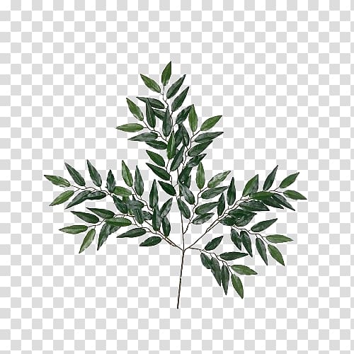 Eucalyptus Leaves Material Transparent Background Png Clipart Hiclipart