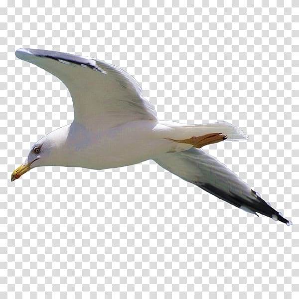 Gull transparent background PNG clipart