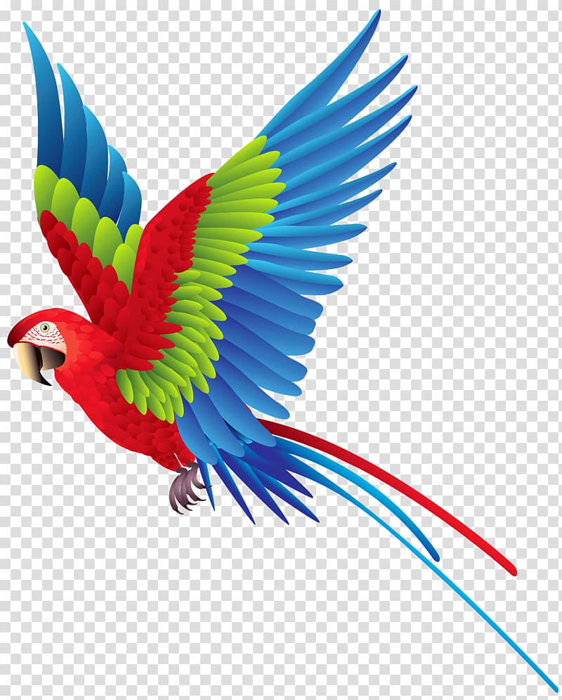 red, green, and blue parrot illustration, Palmitos Park The Parrot Place Bird Amazon parrot True parrot, Parrot transparent background PNG clipart