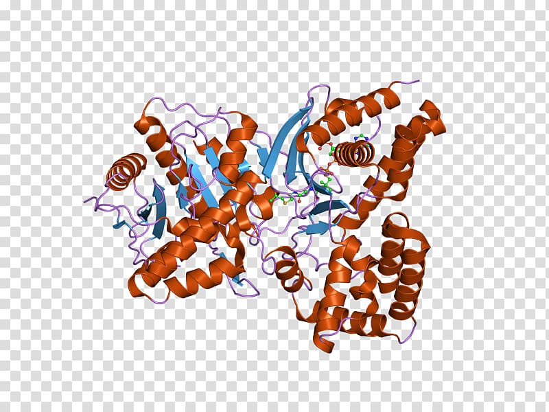 Choline acetyltransferase Acetylcholine Enzyme, others transparent background PNG clipart