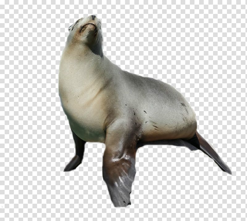Sea lion Harbor seal Animal, sealanimal transparent background PNG clipart