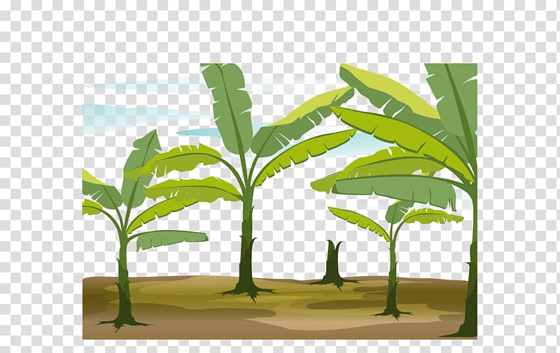 Banana leaf Tree Illustration, banana forest transparent background PNG clipart
