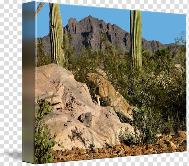 Sonoran Desert kind Ecosystem Art Landscape, arizona desert transparent background PNG clipart