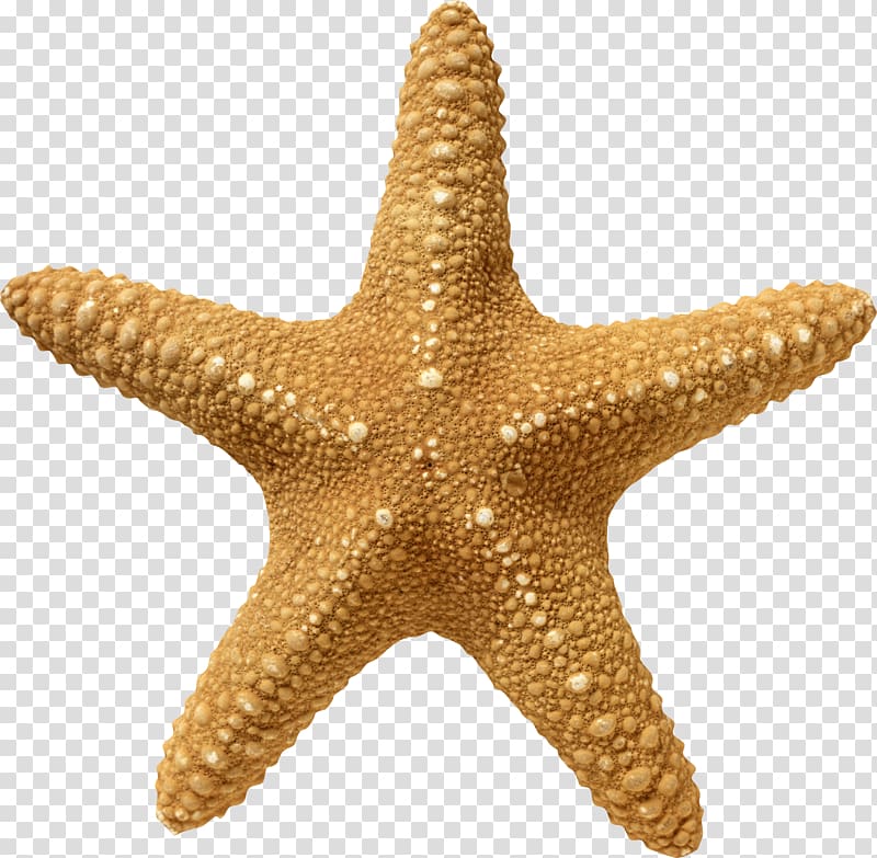 brown starfish, Starfish , Starfish transparent background PNG clipart