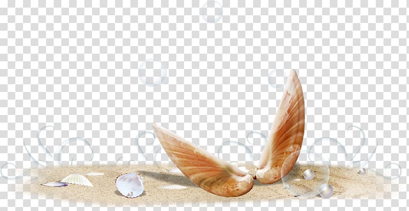 Sand Sea , conch transparent background PNG clipart