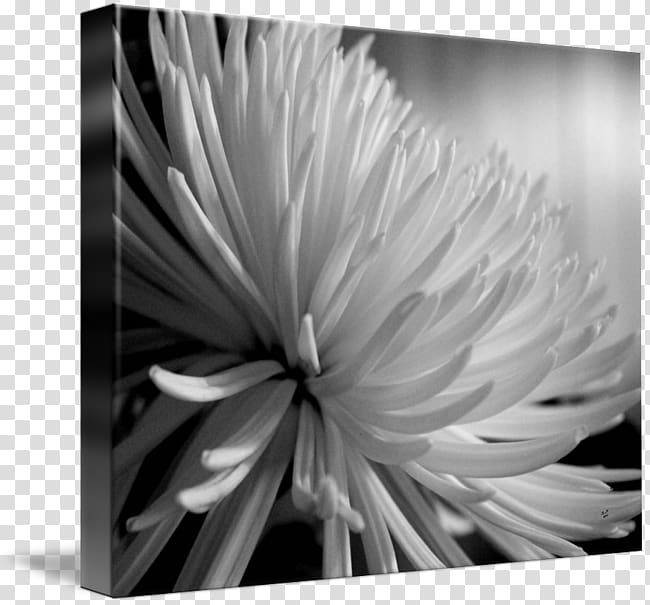 Monochrome Still life Flower, small chrysanthemum transparent background PNG clipart