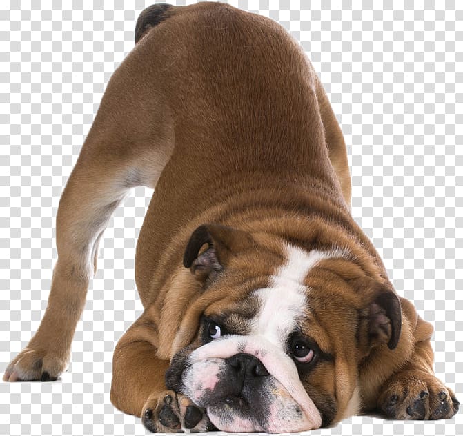 Bulldog Shar Pei Bayard the Bloodhound, American Kennel Club transparent background PNG clipart