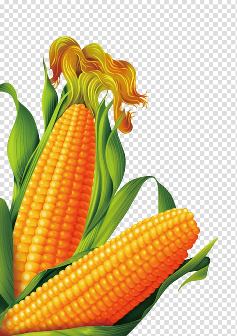 Corn on the cob Popcorn Sweet corn Maize, corn transparent background PNG clipart