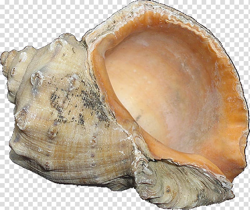 Clam Cockle Mussel Shankha Oyster, seashell transparent background PNG clipart