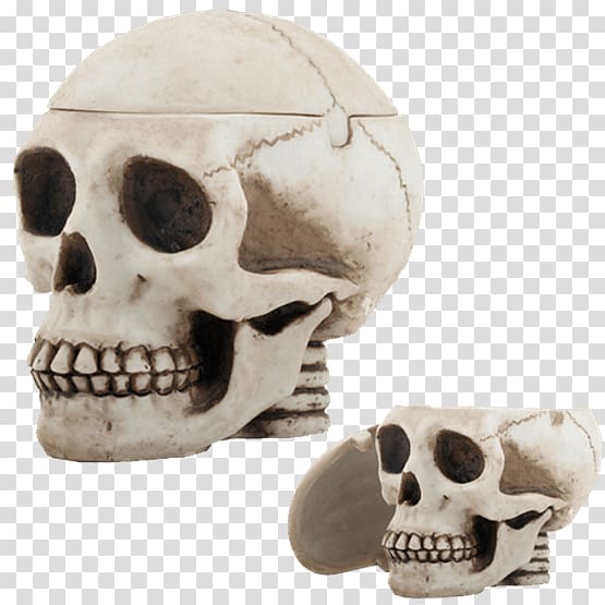 Skull Human skeleton Ashtray Cranial cavity, skull transparent background PNG clipart
