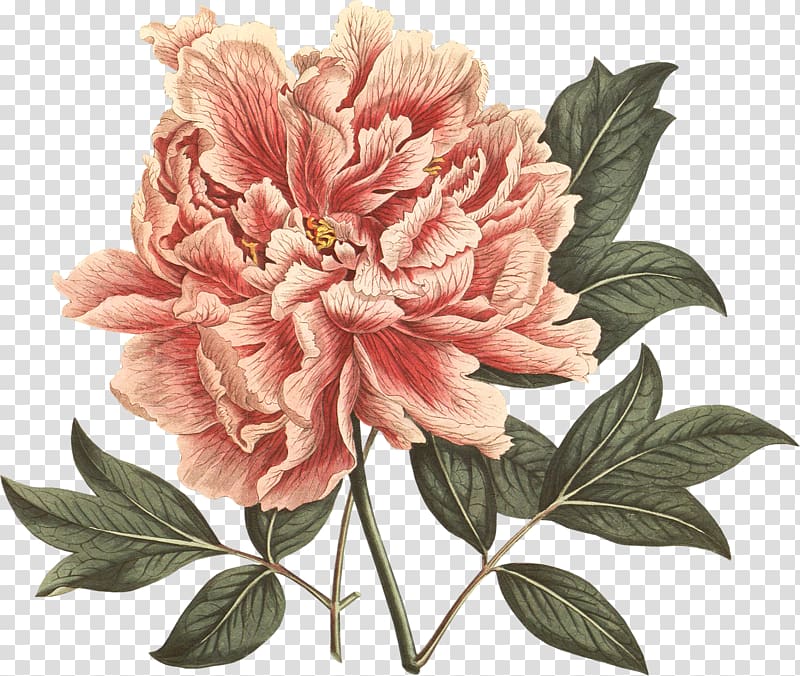 Moutan peony Botanical illustration The Botany of Empire in the Long Eighteenth Century: Highlights from the Dumbarton Oaks Rare Book Collection, peony transparent background PNG clipart